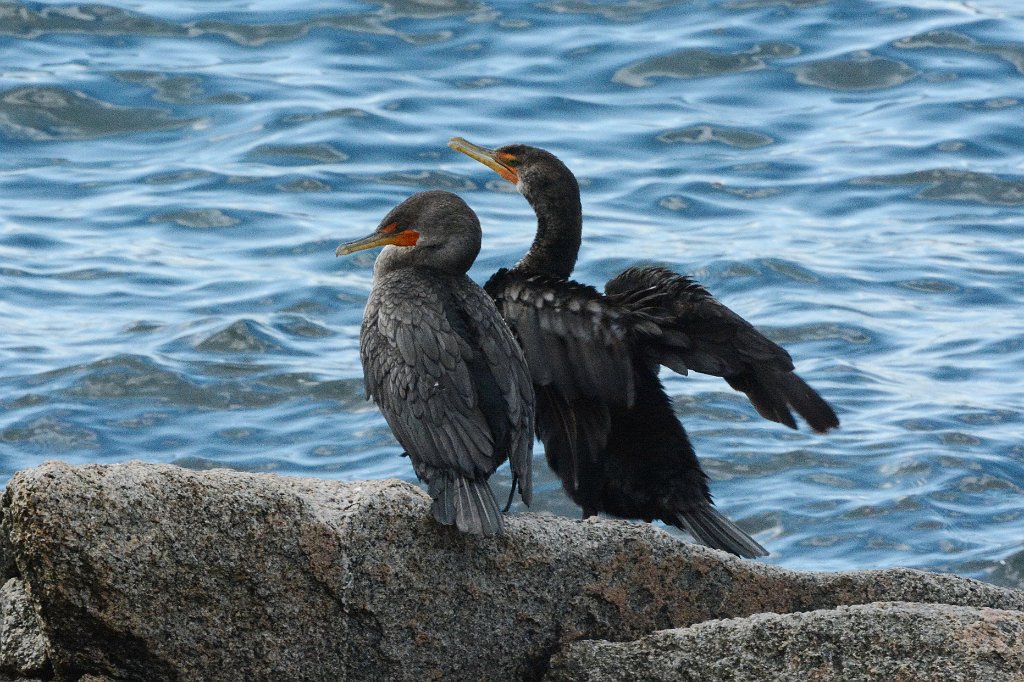 Cormorant, Double-crested, 2017-09079642 Halibut Point State Park, MA.JPG - Double-crested Cormorant. Halibut Point State Park, MA, 9-7-2017